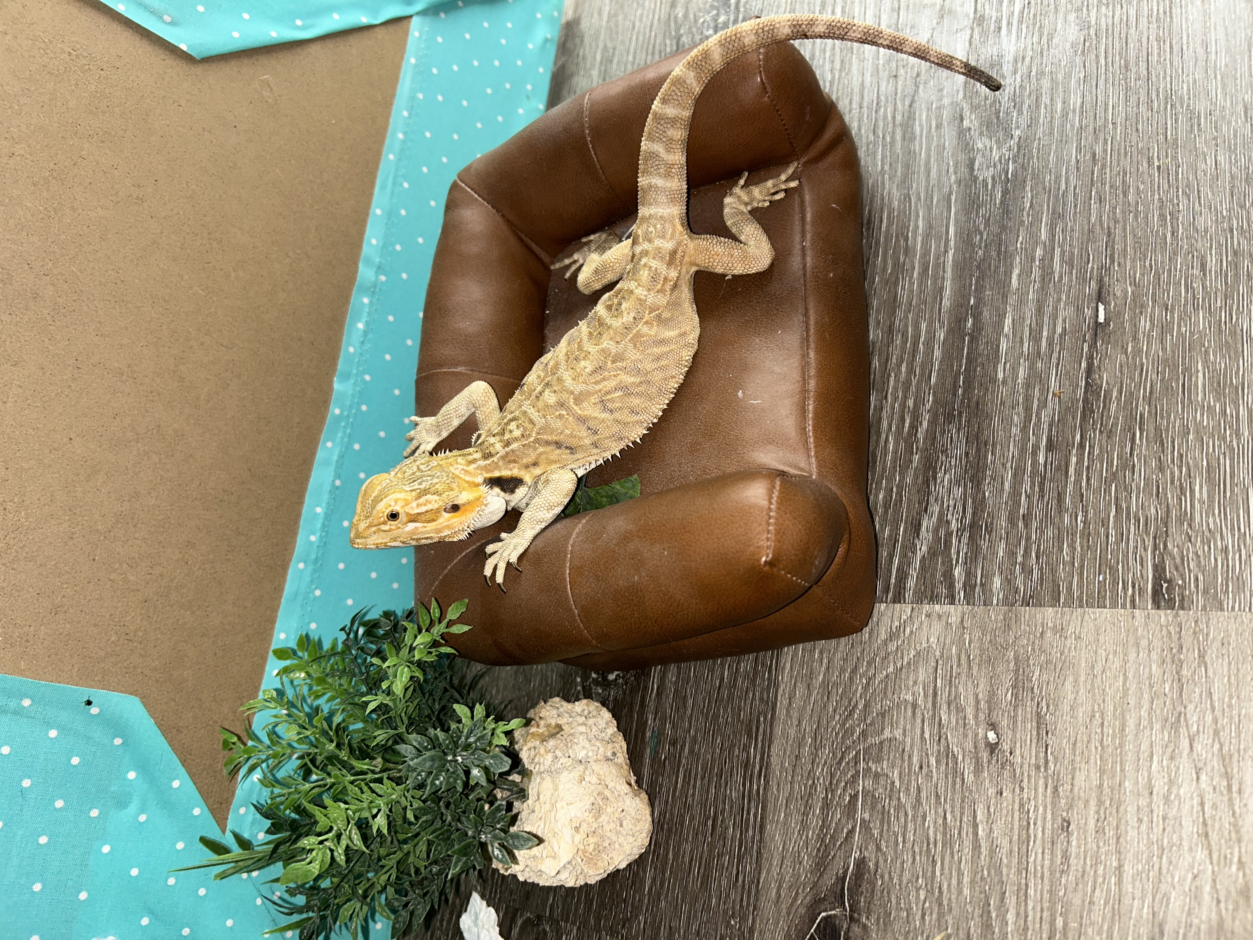 Sienna — Bearded Dragon