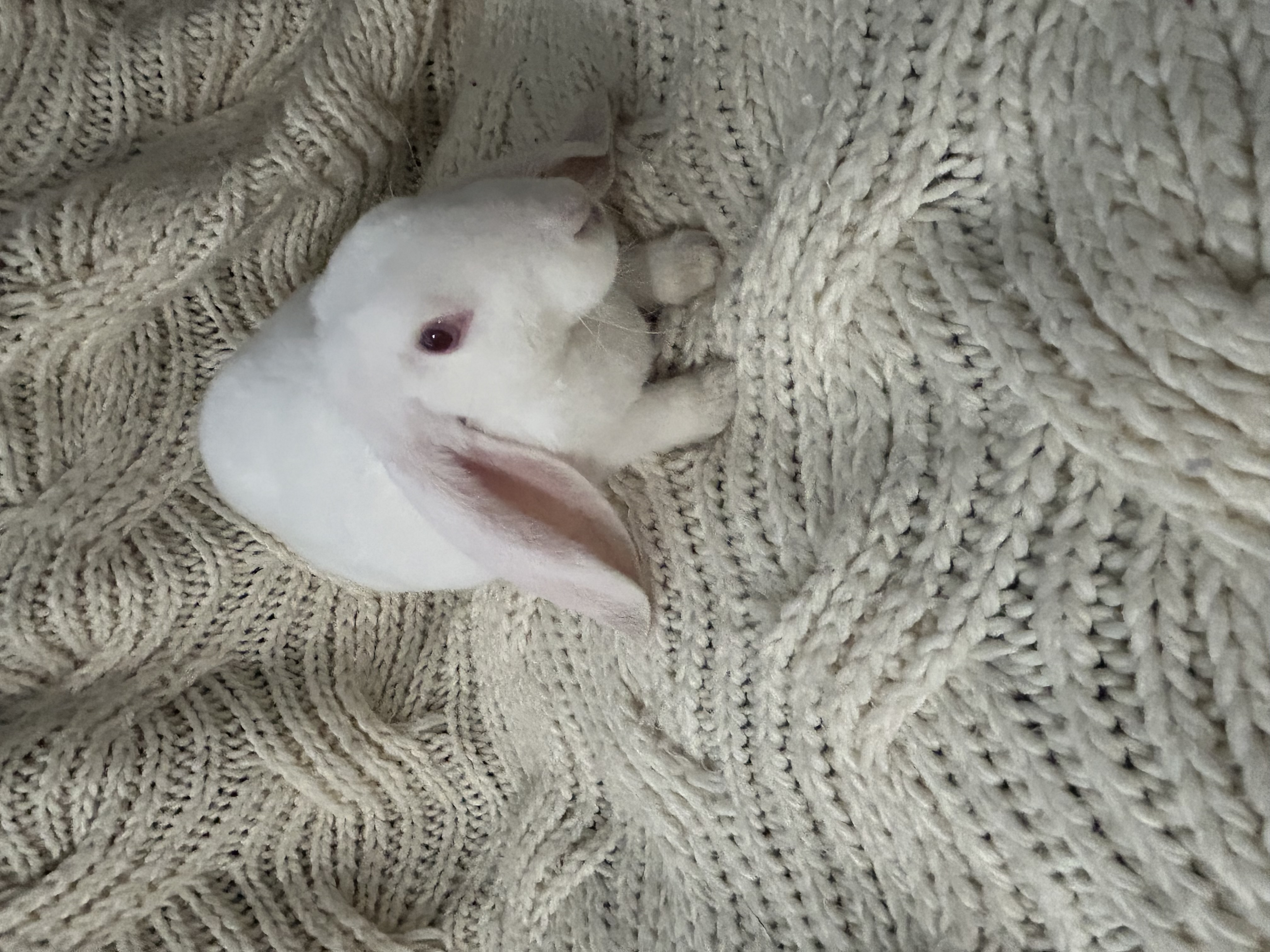 Clover — Velveteen Flop Rabbit
