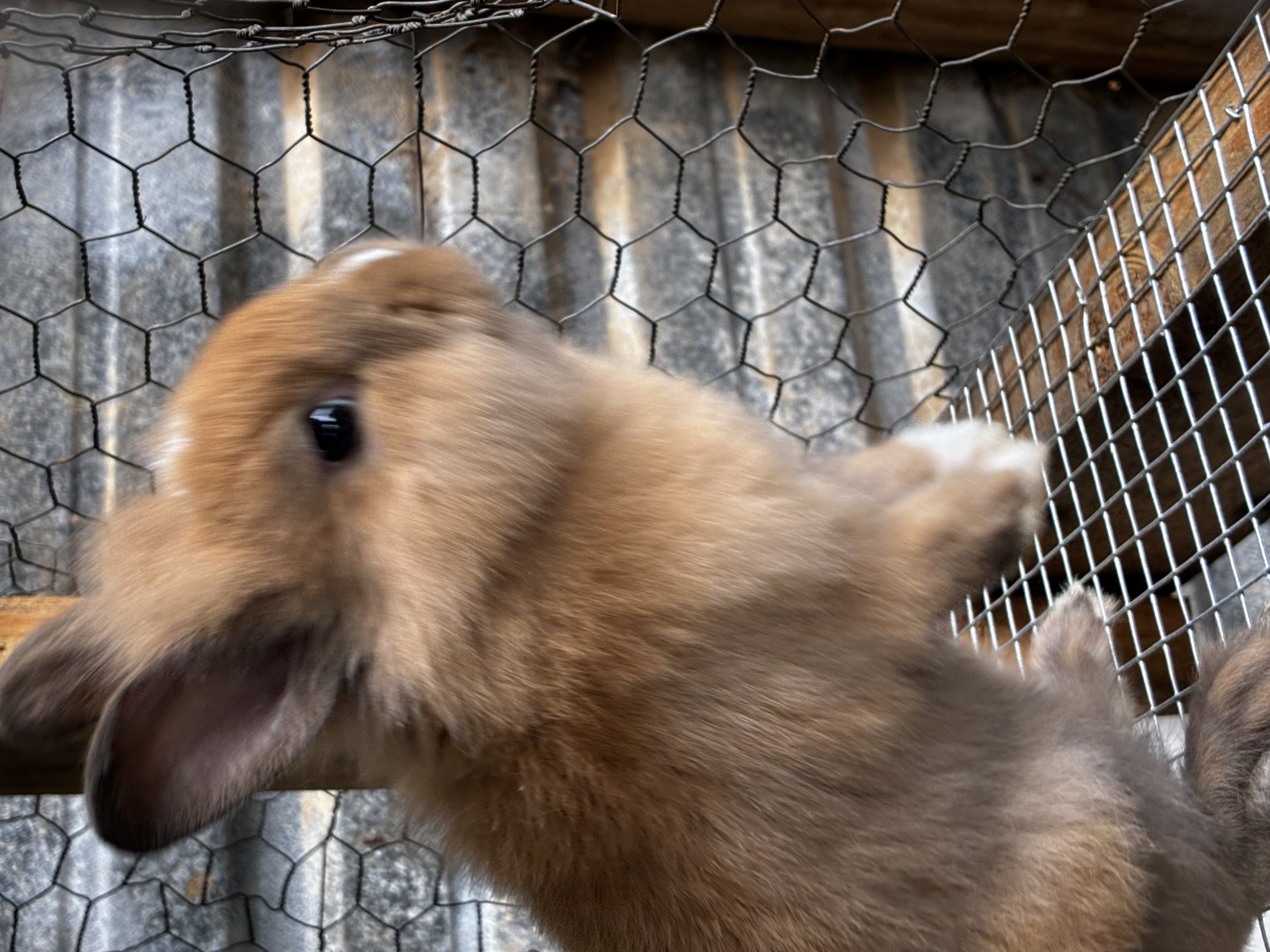 Thumper — Lionhead Rabbit