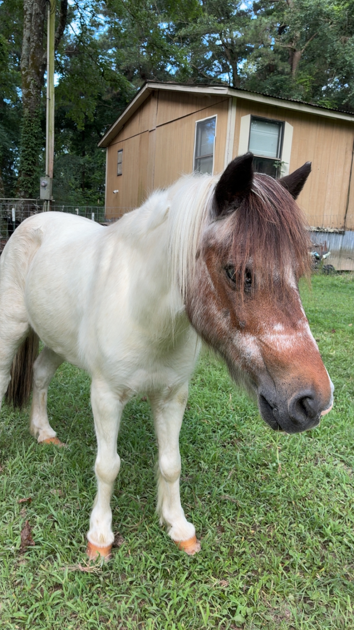 Marshmallow — Miniature Shetland Pony