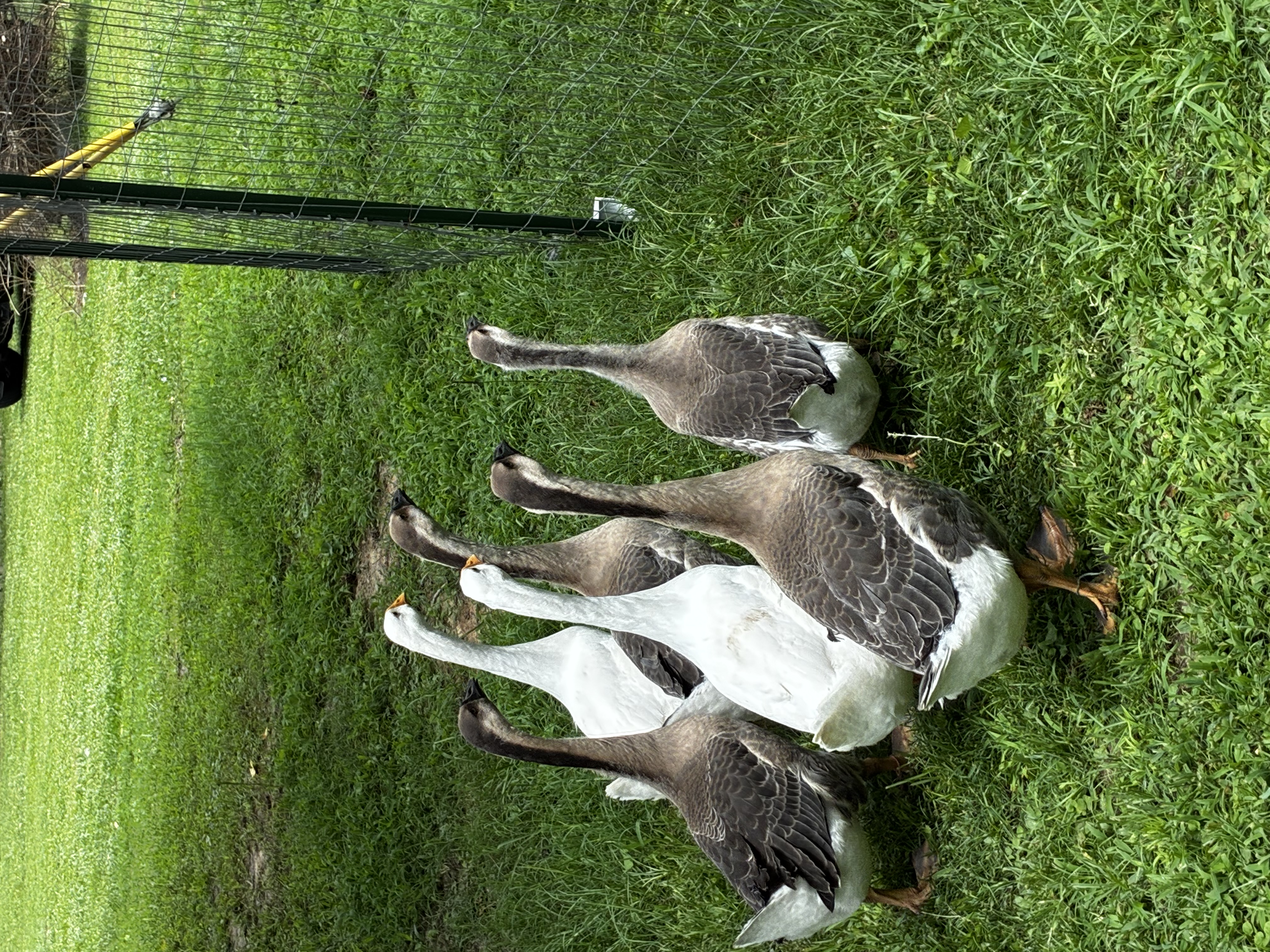 The Geese — Chinese Geese (x6)