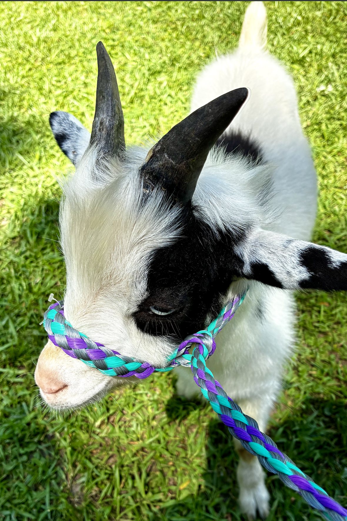 Moo — Nigerian Dwarf Goat
