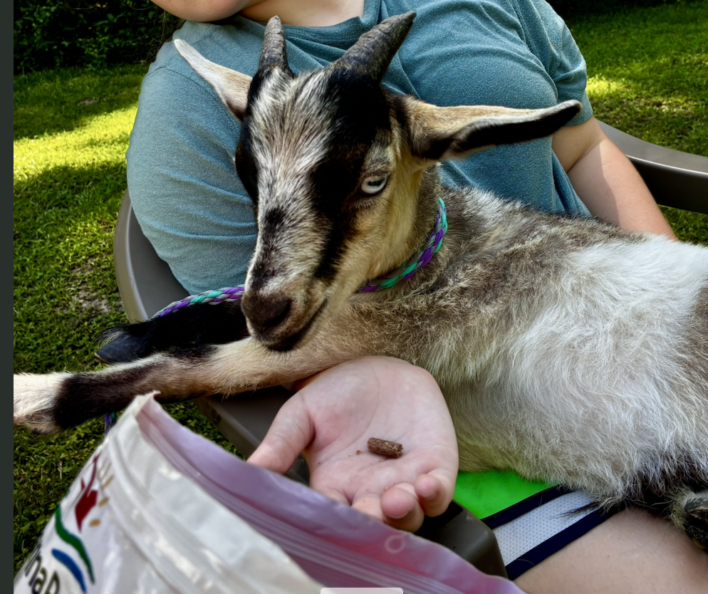 Pickles — Nigerian Dwarf Goat